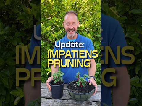 Leggy Impatiens 3 Week Update #shorts #impatiens #garden