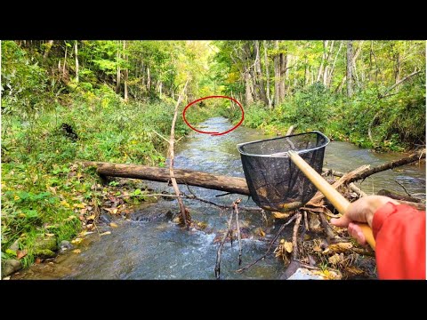 In Hokkaido, an "invasive species of salmon" is multiplying rapidly, so we decided to overfish it.