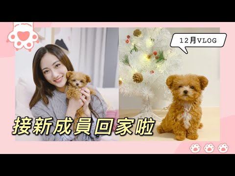 [12月VLOG] 我家裡的小狗BB🐶 + 拍攝工作日常🎥我的12月都在幹什麼？｜蔡嘉欣 kayan.c