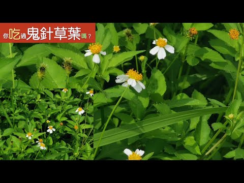 鹹豐草（鬼針草）它是草還是菜？你吃過嗎？小时后我看到这种草我会走远远的。你知道为什么吗。想不到现在有人当它是宝！