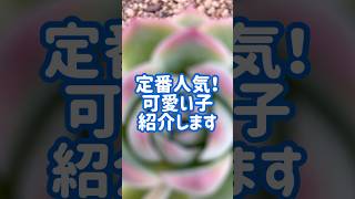 定番人気の可愛い苗紹介します！シルエット#succulent #succulents #多肉植物 #多肉生産者 #shortsvideo #ガーデニング #園芸 #flower