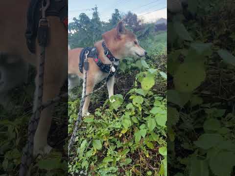 柴犬三太君　草食系