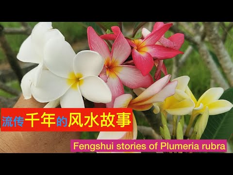 鸡蛋花它有多毒 ? 吃到会怎么样你知道吗 ? Fengshui stories of Plumeria rubra 。 Bahaya Bunga kemboja.