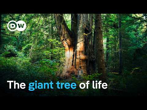 Life in Canada's Great Bear Rainforest | DW Documentary