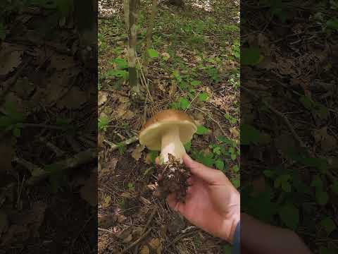 Porcini mushrooms on the Pyrenees