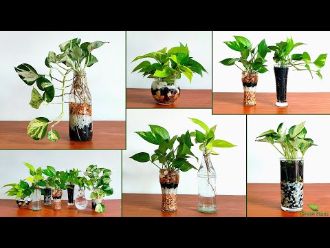 Money plant Growing in Water with Decoration//GREEN PLANTS