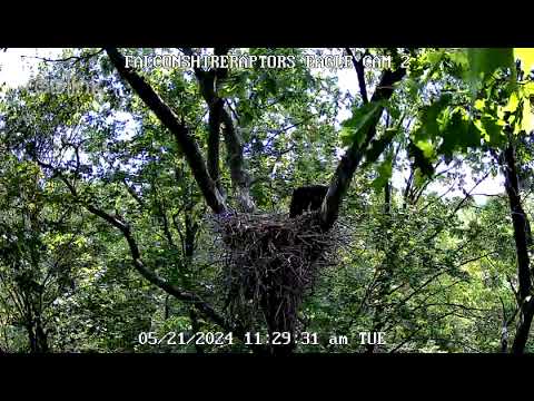 5/21/24  Both eaglets are at the nest