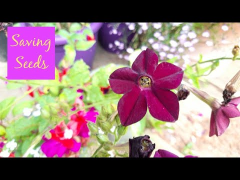 How to Save Seeds: Nicotiana, Sweet Peas, Calendula 💜