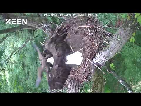 06/05/2024 Parent flies in with eaglet in nest