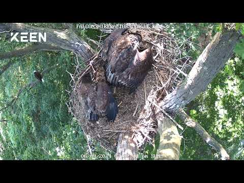 06/09/24 Eaglets protecting their food. This is called mantling.