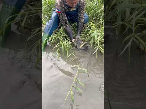 Big carp hiding green grass beside the river