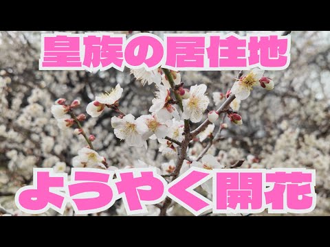 [March 6] The plum blossoms at the Kyoto Imperial Palace have begun to bloom!