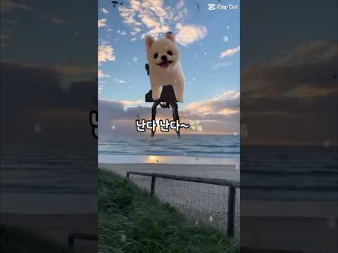 #하늘#날다 #꿈#강아지 #cutedog #조이앤릴리 #cúncondễthương