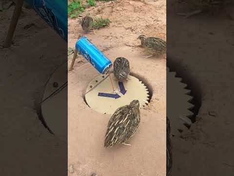 create amazing unique quail trap using paper box