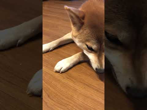 柴犬三太君　孤独のグルメ①