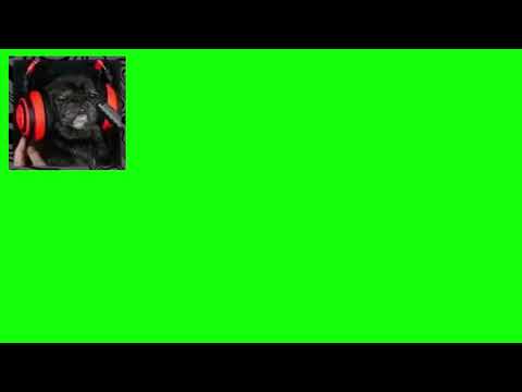 Edgar face cam greenscreen