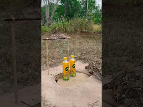 REALLY CREATIVE AND GOOD QUAIL TRAP #shorts