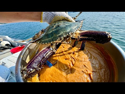 Japanese Fisherman Marinates Freshly Caught Crabs in Miso Sauce For Four Days