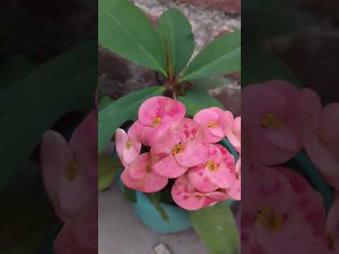 cute sa flowers video # trending shorts # trending video # commets flowers name 👍🥰#viral video#