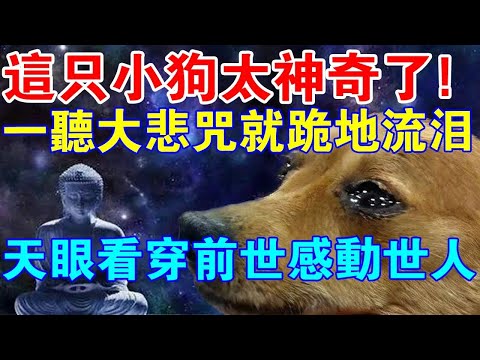 一聽見大悲咒就會跪地流淚？這只小狗，六道輪迴真實存在的鐵證！