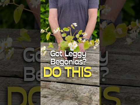 Leggy Begonias? Try This Simple Fix