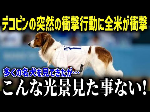 愛犬デコピンの信じられない行動に全米驚愕…「正直、自分の目を疑ったよ…」妊娠中の真美子さんとの穏やかな時間に起きた突然の出来事がヤバい！【海外の反応/MLB/メジャー/野球】