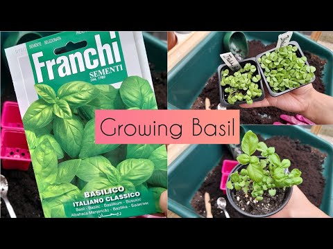 Basil Talk: Growing Basil from seed to harvest - with RESULTS