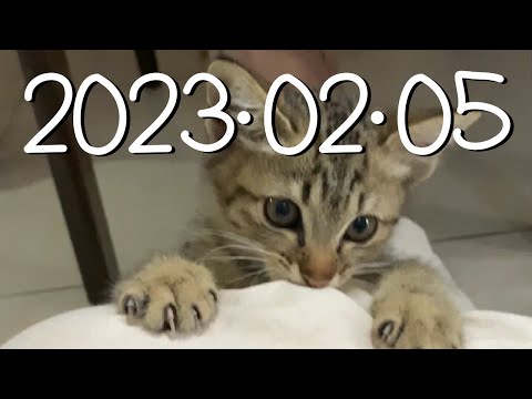 2023年02月05日。元宵