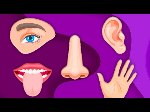 The Five Senses: Sight, Hearing, Touch, Smell & Taste! | KLT Anatomy