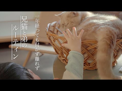 兄猫と赤ちゃんのルーティン/一年経っても付かず離れずな2人/エキゾチックショートヘア