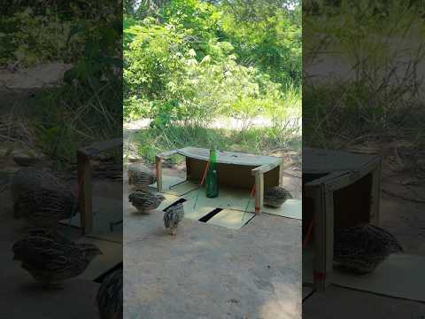 Best Method Underground Quail Trap Techniques #youtubeshorts #ytshorts #shortsvideo