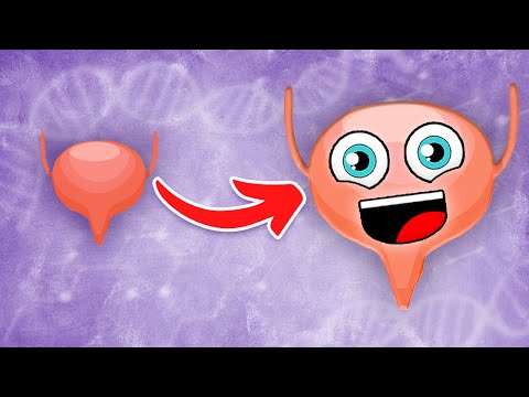 I am YOUR Bladder! | The Bladder Song | KLT Anatomy