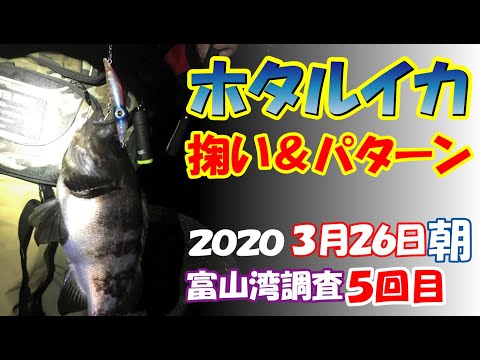 【ホタルイカ情報2020】新月から3月26日の朝までホタルイカパターン