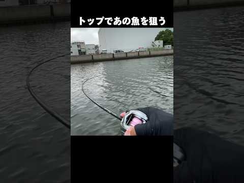 トップであの魚を狙う#shorts