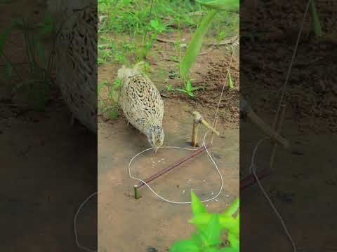 Unique Quail Trapping #shorts #shortvideo #ytshortsindia