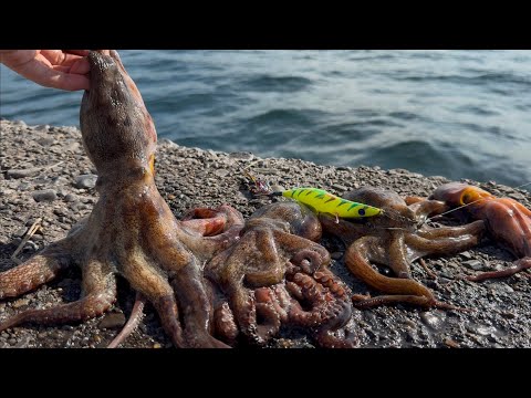 タコが秒で釣れる裏ワザがヤバい