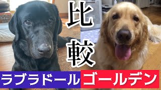 【ゴールデンレトリバー】と【ラブラドールレトリバー】人気大型犬はどう違う？