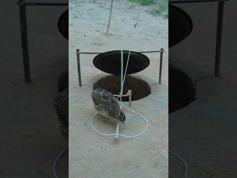 DIY Create Quail Trap #amazingtrap #animaltrap #birdtrap #ytshorts