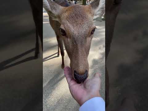 鹿にドングリあげてみた