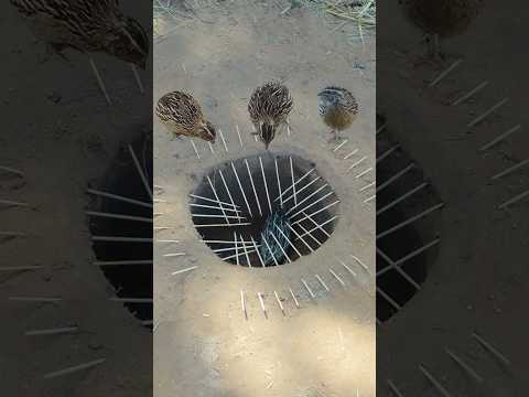 Survival Skills: Simple idea and useful with quail trap technique #survival #bushcraftsurvival