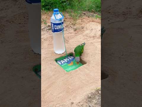 Create Amazing Bird Trap - Best Bird Trap #diy_creative #shorts