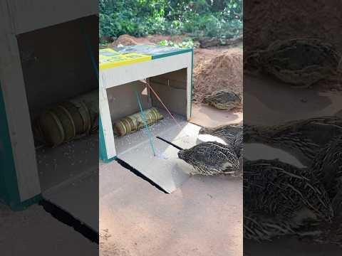 Best Unique Quail Trap Using Cardboard Box #Shorts