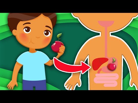 What Happens In Your Body When You Eat!? | KLT Anatomy