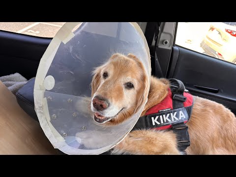 Kikka has been discharged from hospital.