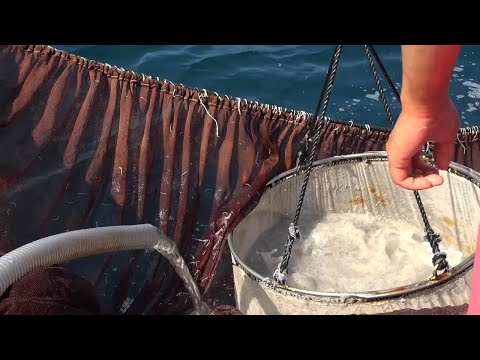 You Can Earn 40,000 Yen Per Basket?! Whitebait Fishing in Kochi, Japan is Awesome.