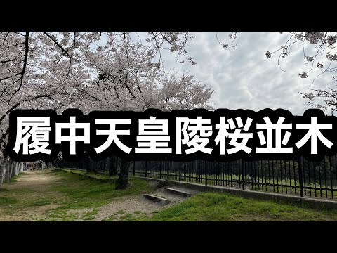 履中天皇陵桜並木