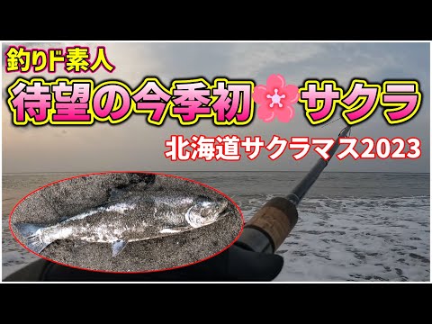 【北海道サクラマス2023】函館：釣りド素人今季初HIT、待ちに待った遅咲きのサクラ🌸