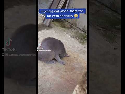 momma cat won't share the rat with her baby 😭 #cats #funny #nature #foryou #fyp