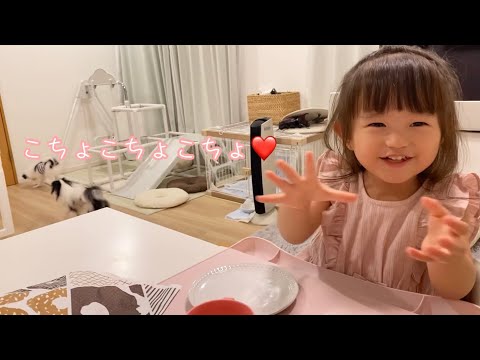 日常動画♡（2歳7ヶ月）