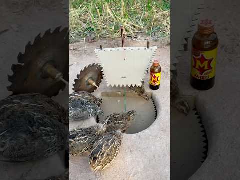 Unique diy underground quail trap #shorts